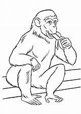 Free Printable Zoo Coloring Pages For Kids sketch template