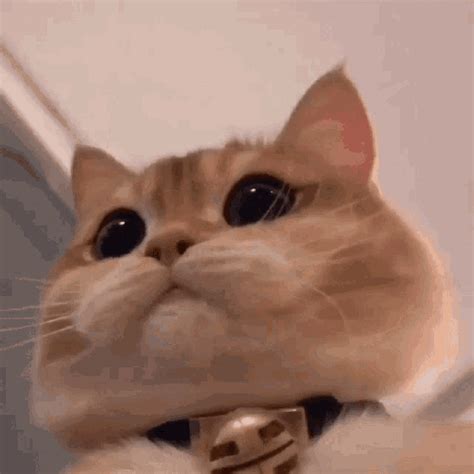Cute Cat GIF - CuteCat - Discover & Share GIFs