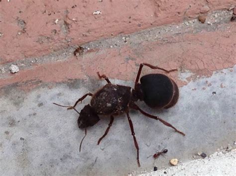 A flood brought a new species of ant to my neighborhood. Size comparison next to regular ant : r ...