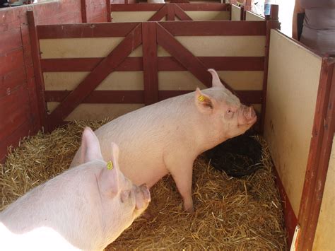 Middle white pigs at Great Yorkshire Show 2009 | Middle white pig, Pig breeds, Barnyard animals