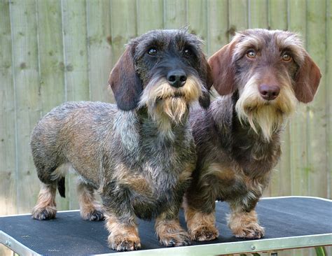 Wire Haired Dachshund Puppies - Viewing Gallery