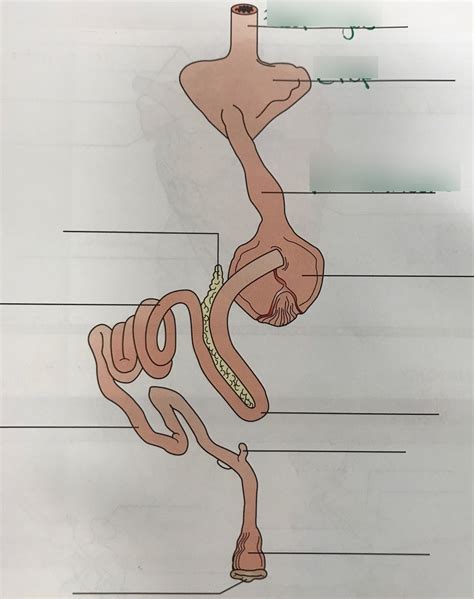 Avian Digestive System Diagram | Quizlet