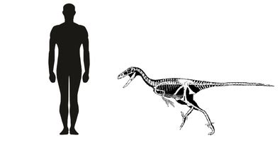 Troodon - Everything Dinosaurs