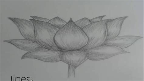 Lotus Flower Pencil Sketch at PaintingValley.com | Explore collection ...