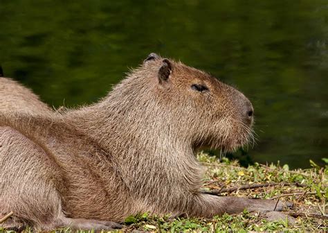 40 Capybara Facts About the Calmest Animal in the World - Facts.net