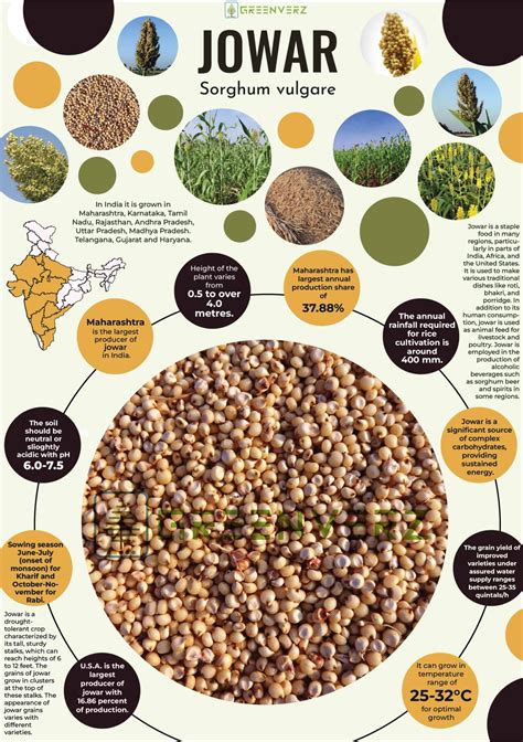 Infographics of Jowar | Greenverz