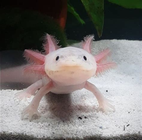 Axolotl care | Wiki | Reptiles Amino