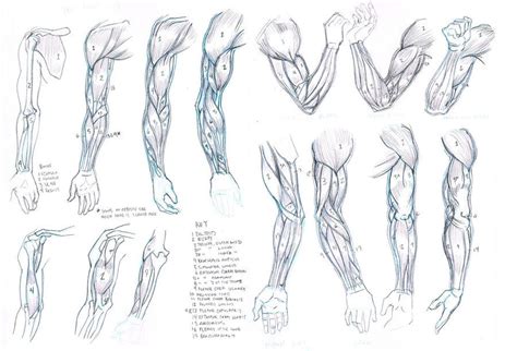 Muscles and Arms by Stupidartpunk on DeviantArt | Anatomy sketches ...