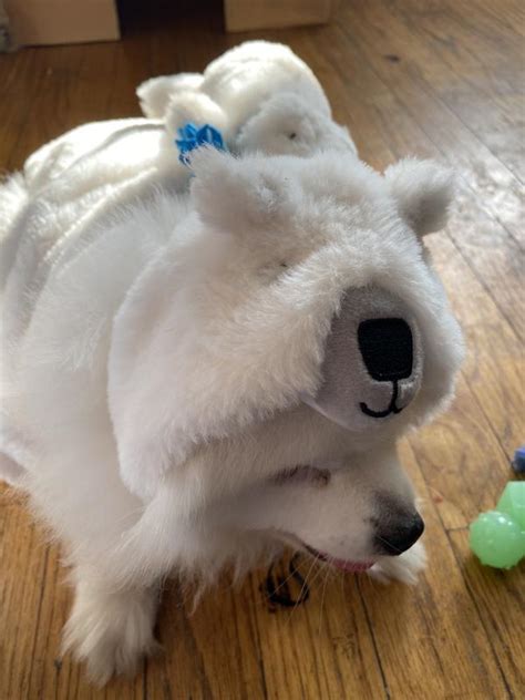 FRISCO Polar Bear Ride-On Dog Costume, Small - Chewy.com