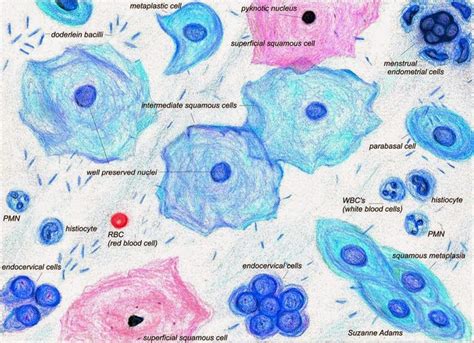 Medical Laboratory and Biomedical Science: Normal Pap Smear | Medical ...