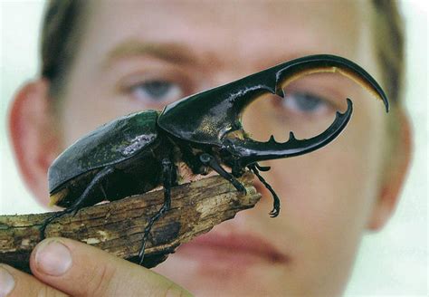 Giant Hercules Beetle