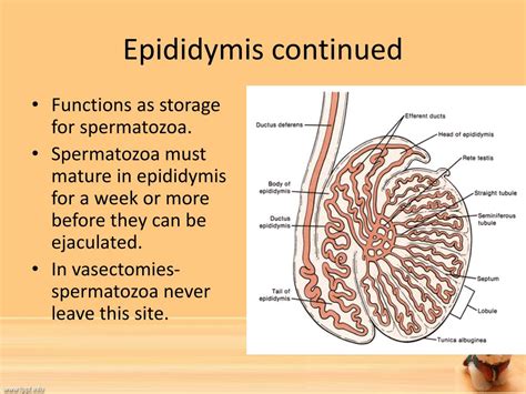 PPT - The Reproductive System Chapter 17 PowerPoint Presentation, free download - ID:6335292