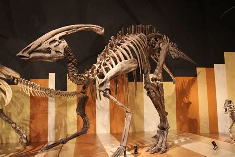 IMG_0314_R.JPG (5184×3456) | Prehistoric animals, Fossils, Animal skulls