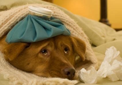 How to Tell If My Dog Has a Cold | LoveToKnow Pets | Dog cold, Sick dog ...