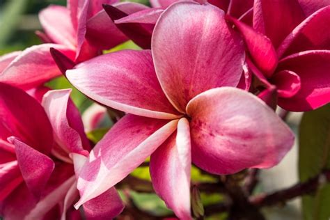 Premium Photo | Purple plumeria flowers in the garden.