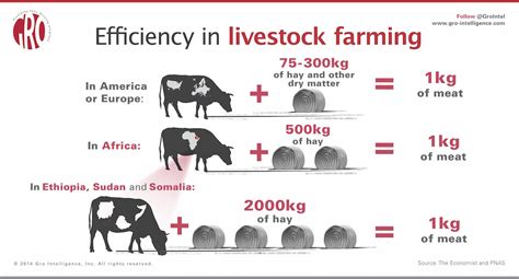 Efficiency in Livestock Farming | Gro Intelligence