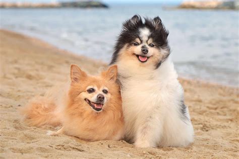 Pomeranian Mixes: 45 Adorable Crossbreeds (With Pictures!)