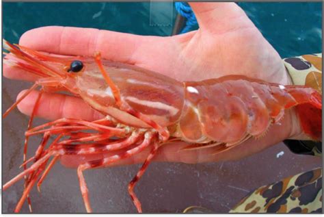 California Spot Prawn — Sea Forager