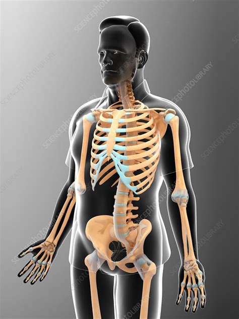 Male skeletal system - Stock Image - F015/8875 - Science Photo Library