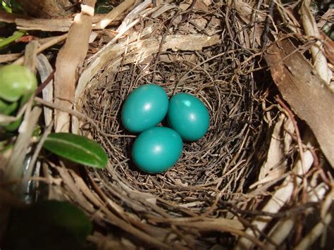 Gray Catbird (Dumetella carolinensis) nest and eggs, third… | Flickr