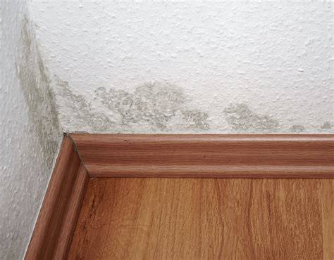 Mold Abatement | Whidbey Camano Skagit County