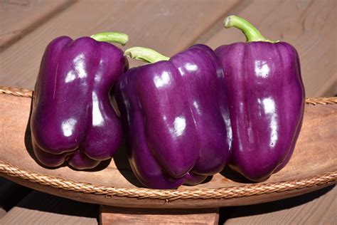 Purple Bell Pepper (Capsicum annuum 'Purple Bell') in Greensboro High Point Winston-Salem ...