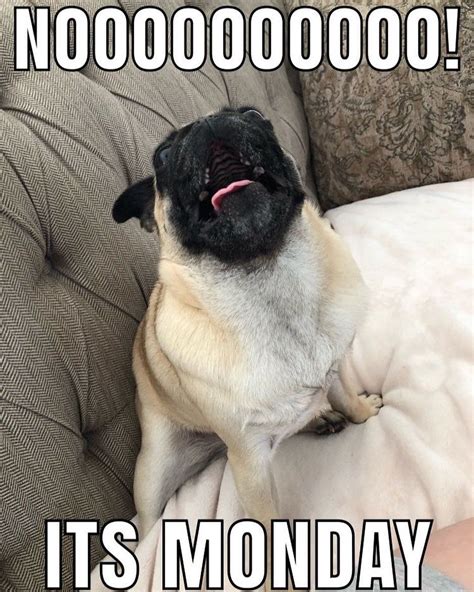 Nooooo! It’s Monday! | Pugs funny, Pug memes, Dog jokes