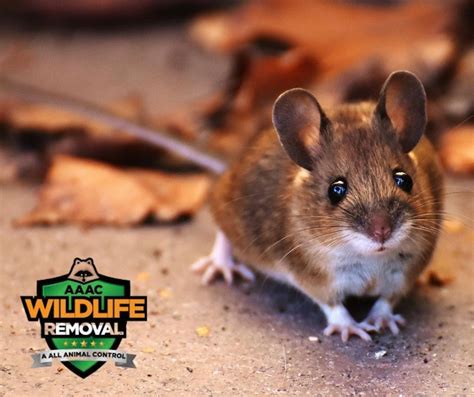 A mouse infestation can do major damage to your house by gnawing at ...