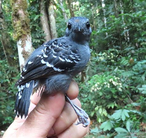 Common Scale-backed Antbird - Willisornis poecilinotus male subadult - syur291669