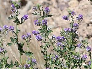 Medicago sativa - Alfalfa, Lucerne - Southeastern Arizona Wildflowers and Plants