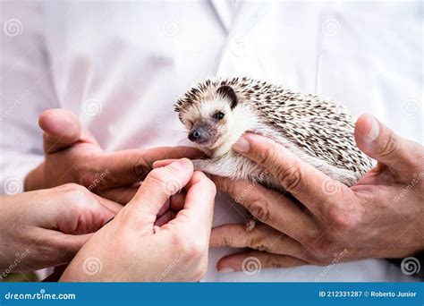 Domestic Hedgehog Being Taken Care of by Veterinarians, Animal Care Stock Image - Image of pets ...