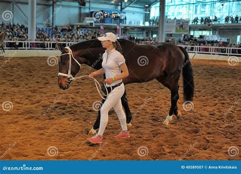 Exhibition breed horses editorial photography. Image of judges - 40589507