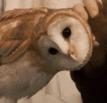 Cute Owl GIFs | Tenor