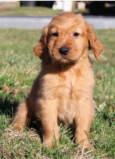 Mini golden retriever/miniature golden retriever for sale