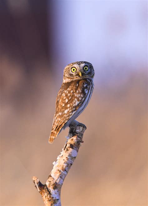 Photos of a cute little owl on a branch - CGTN