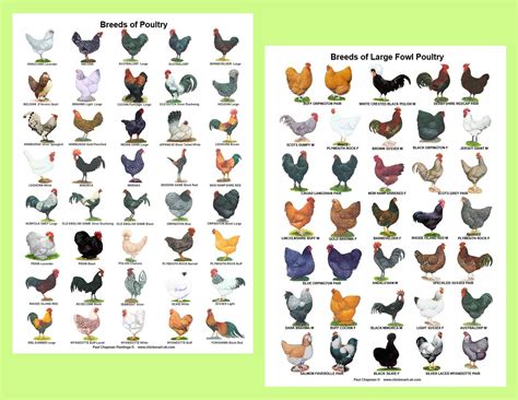 A4 Posters. Breeds of Poultry, 2 Different Posters - Etsy | Chicken breeds, Chicken breeds chart ...