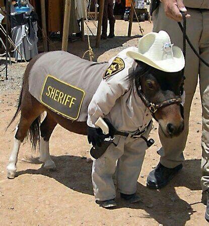 New sheriff in town | Horse halloween costumes, Horse costumes, Funny horses