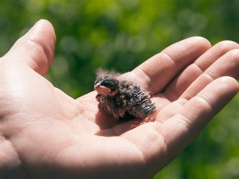 Proper nutrition for growth and development of baby birds – Nature Blog Network