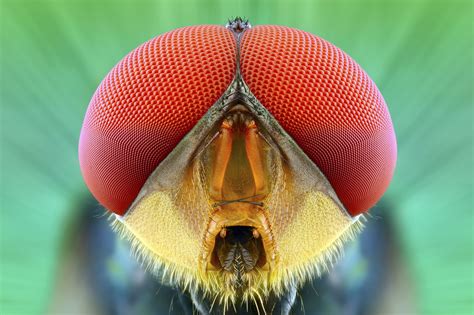 These Close-Up Shots of Tropical Bugs Are Beautifully Frightening | Insect eyes, Macro ...