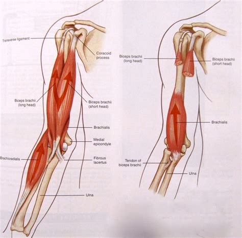 Bicep Exercises & Bicep Workouts: Bicep muscle anatomy