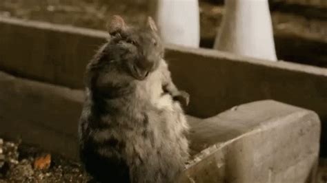 Rat Happy GIF - Rat Happy Templeton - Discover & Share GIFs