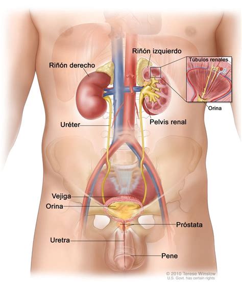 Organos Del Cuerpo Humano Rinones