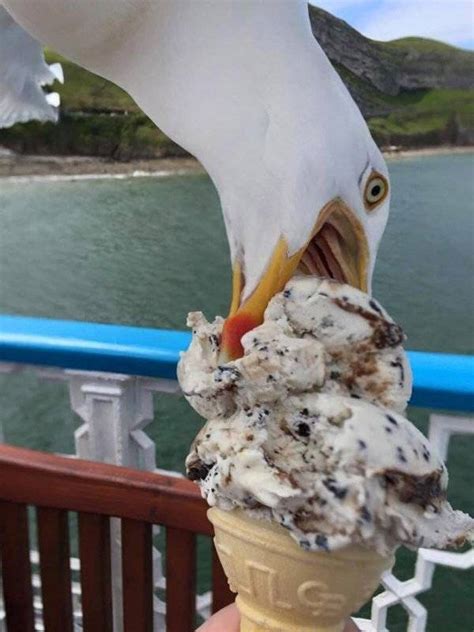 Seagulls Stealing Food Are Funny And Terrifying (27 pics) - Izismile.com