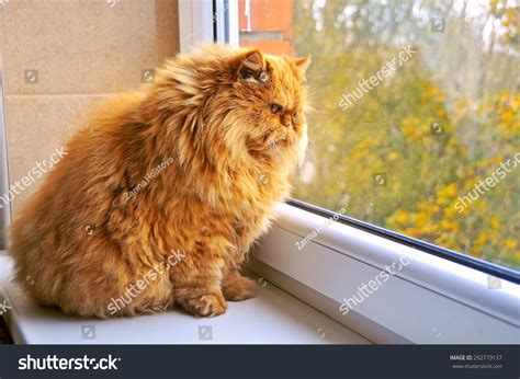 Fat Cat Sitting On Windowsill Looking Stock Photo 292779137 | Shutterstock