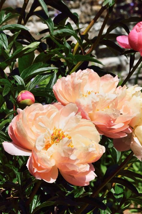 Discover the captivating Coral Charm peony 🌷💫 A standout in any garden!