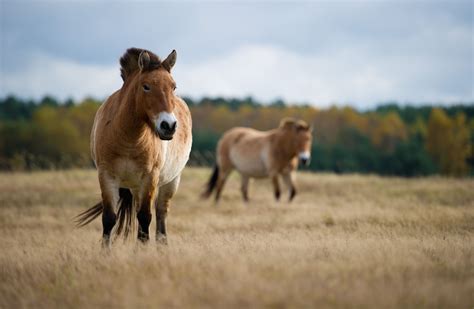 Przewalski's Horses: 10 Things You Didn't Know About the Last 'Wild' Horses on Earth in 2020 ...