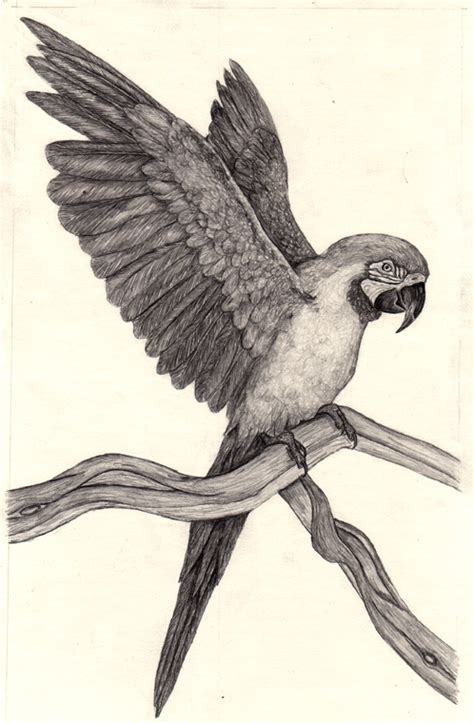 Parrot Pencil Drawing at GetDrawings | Free download