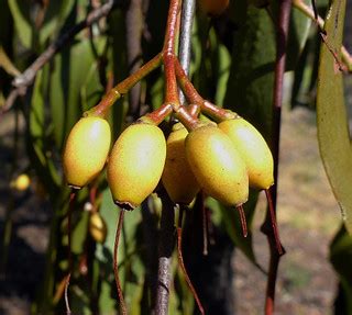 Amyema pendula subsp. pendula - Drooping Mistletoe, fruits… | Flickr