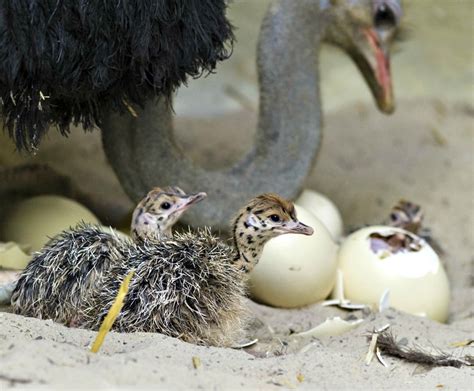 Ten Ostrich Chicks Hatch at Zoo Basel | Zooborns, Pet birds, Ostriches