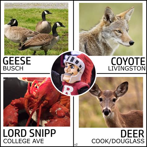 Rutgers University Campus Mascots (Updated) : r/rutgers